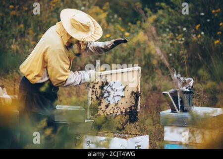 Apiculteur en vêtements de protection travaillant dans son apiaire. Concept d'apiculture Banque D'Images