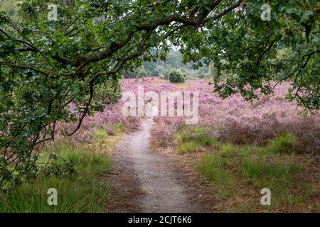 Floraison de bruyère pourpre dans le paysage de Twente, province d'Overijssel aux pays-Bas Banque D'Images