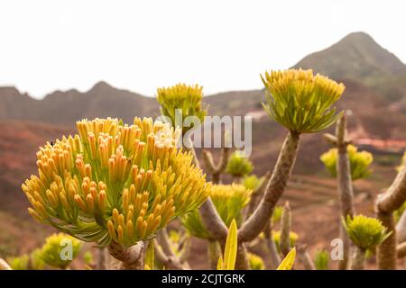 Gros plan des boutons floraux de la plante Agave Banque D'Images