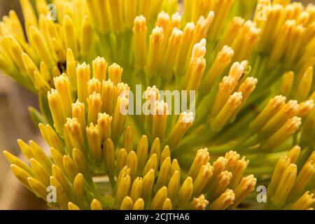 Gros plan des boutons floraux de la plante Agave Banque D'Images