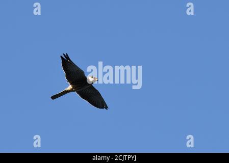 Le Faucon Amur (Falco amurensis) s'envolent dans le ciel Banque D'Images