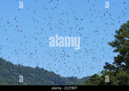 Amur Falcon (Falco amurensis) groupe volant dans le ciel Banque D'Images