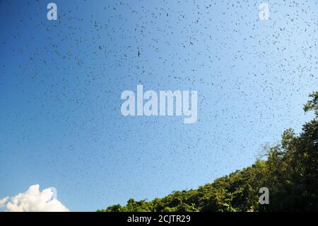 Faucon Amur (Falco amurensis) flocks qui s'envolent dans le ciel Banque D'Images