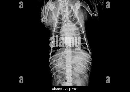 Image radiographique d'un chien dans une clinique vétérinaire, concept vétérinaire Banque D'Images