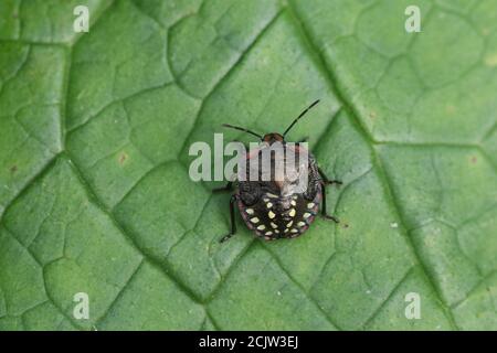 Un insecte du Southern Green Shield nymphe ou Nezara viridula, reposant sur une feuille. Banque D'Images