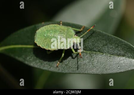 Une nymphe de Shieldbug vert commun, Palomena prasina, perching sur une feuille. Banque D'Images