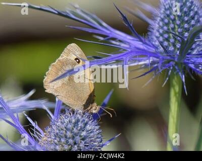 Meadow Brown Butterfly (Maniola jurtina) nectarting sur les fleurs d'Eryngium dans un jardin de banlieue à proximité d'une maison, Bradford-on-Avon, Wiltshire, Royaume-Uni Banque D'Images