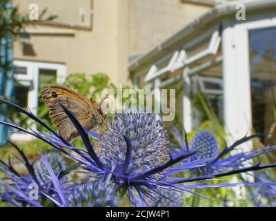 Meadow Brown Butterfly (Maniola jurtina) nectarting sur les fleurs d'Eryngium dans un jardin de banlieue à proximité d'une maison, Bradford-on-Avon, Wiltshire, Royaume-Uni Banque D'Images