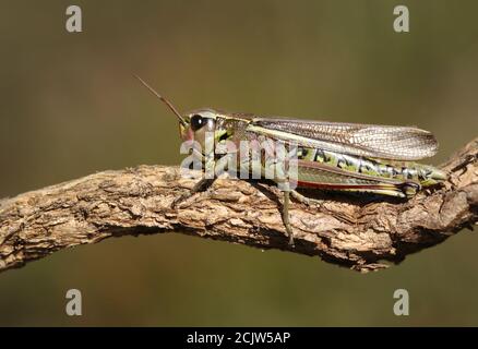 Une femelle rare de gros marais, Stethophyma grossum, reposant sur une branche. Banque D'Images