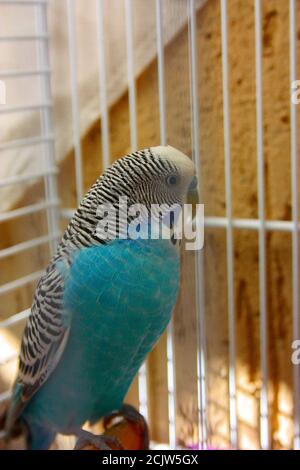 parapet bleu et blanc dans sa cage Banque D'Images