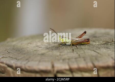 Un joli Meadow Grasshopper, Chorthippus parallélus, perching sur poteau en bois. Banque D'Images