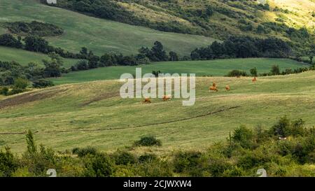 Pâturage. Apennines, Toscane, Italie. Banque D'Images