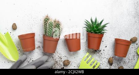 Différentes plantes dans différents pots sur la table. Transplantation de plantes. Concept de maison avec jardin intérieur. - image Banque D'Images