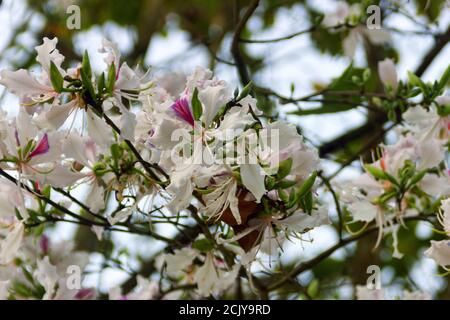 Bauhinia ou Orchid arbre est activement utilisé dans de nombreuses préparations de la médecine asiatique traditionnelle. Les fleurs se rapprochent au printemps en Asie du Sud-est Banque D'Images