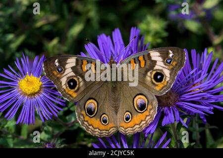Junonia coenia, connu sous le nom de Buckeye Buckeye ou commune sur New England Aster. C'est dans la famille des Riodinidae. Banque D'Images