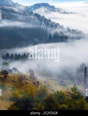 Matin d'automne brumeux. La pelouse avec les arbres fruitiers et les buissons. Paysage de hautes montagnes et de forêts. Les rayons du soleil brillent à travers le brouillard. Emplacement Banque D'Images