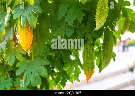 Une vigne aux feuilles luxuriantes et aux nombreux fruits momordica charantia. Connu sous le nom de melon amer ou poire au baume. Ce légume est utilisé pour la cuisine et la médecine Banque D'Images