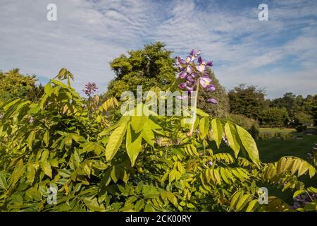 Wisteria Floribunda 'Domino' Banque D'Images