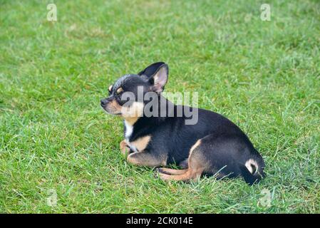 Chien Chihuahua repose sur l'herbe petit chien Banque D'Images