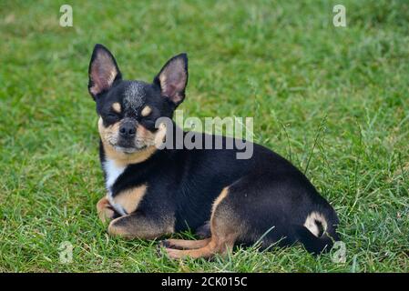 Chien Chihuahua repose sur l'herbe petit chien Banque D'Images