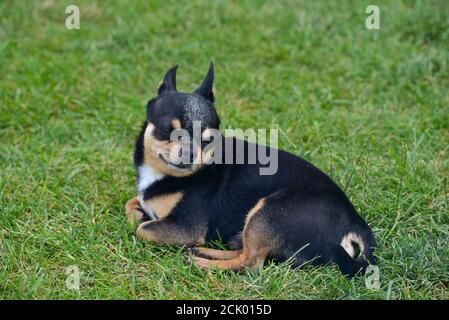 Chien Chihuahua repose sur l'herbe petit chien Banque D'Images