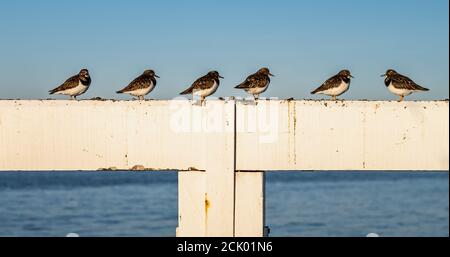 Alignement de six jeunes oiseaux de la pierre tournante de Ruddy (Arenaria interprés) sur un quai de la mer du Nord. Banque D'Images