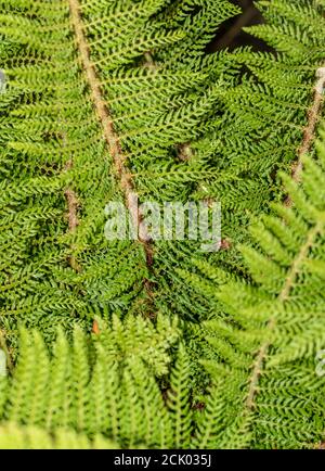 Polystichum Setiferum, gros plan montrant la structure de la plante Banque D'Images