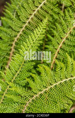 Polystichum Setiferum, gros plan montrant la structure de la plante Banque D'Images