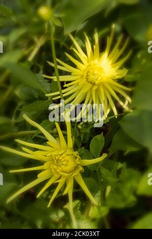 Dahlia - araignée jaune de Grayson Banque D'Images