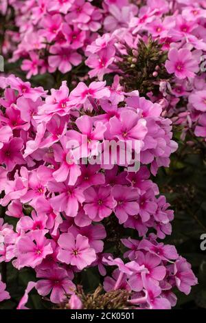 Phlox Paniculata 'Eva Cullum' Banque D'Images