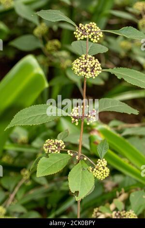 Callicarpa bodinieri ‘Giraldi Profusion’ en fleur Banque D'Images