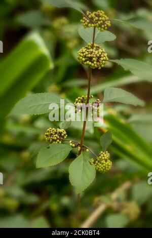 Callicarpa bodinieri ‘Giraldi Profusion’ en fleur Banque D'Images