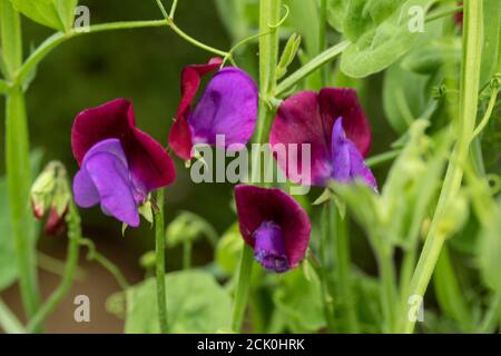 Fleurs et vigne de pois doux 'Matucana' Banque D'Images