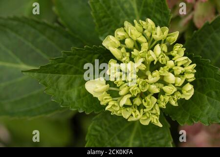 Hydrangea macrophylla 'Nymphe', portrait de fleurs naturelles en gros plan Banque D'Images