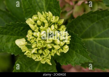 Hydrangea macrophylla 'Nymphe', portrait de fleurs naturelles en gros plan Banque D'Images