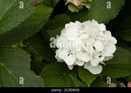 Hydrangea macrophylla 'Nymphe', portrait de fleurs naturelles en gros plan Banque D'Images