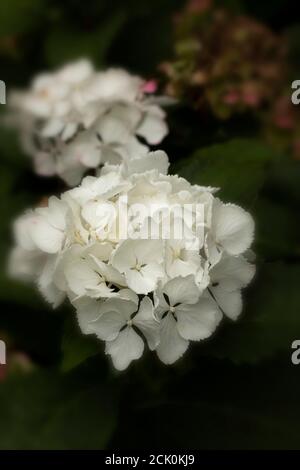 Hydrangea macrophylla 'nymphe' Banque D'Images