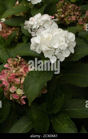 Hydrangea macrophylla 'nymphe' Banque D'Images