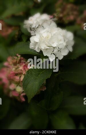 Hydrangea macrophylla 'nymphe' Banque D'Images