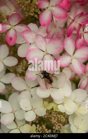 Hydrangea paniculata 'Ruby' Banque D'Images