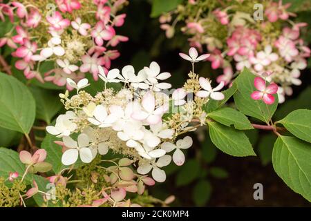 Hydrangea paniculata 'Ruby' Banque D'Images