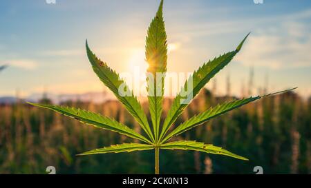 Plantes de chanvre ou de marijuana qui poussent sous le soleil au champ de la ferme. Banque D'Images