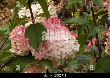Hydrangea paniculata fleurs de vanille Banque D'Images