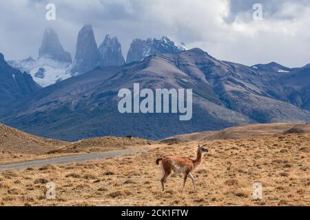 Guanaco sauvage dans le parc national Torres del Paine Patagonia Banque D'Images