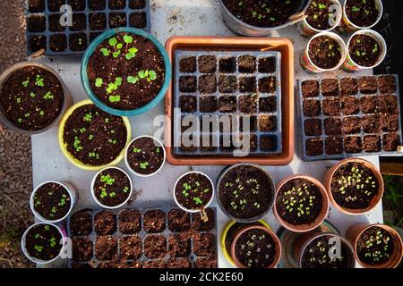 Nouveau-né bébé tomate ensemencement fond frais de germination dans des pots. Dans de petits pots, vide et plein. Banque D'Images