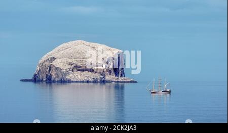 Pelican de Londres à l'ancre près de Bass Rock, East Lothian, Écosse, Royaume-Uni. Banque D'Images