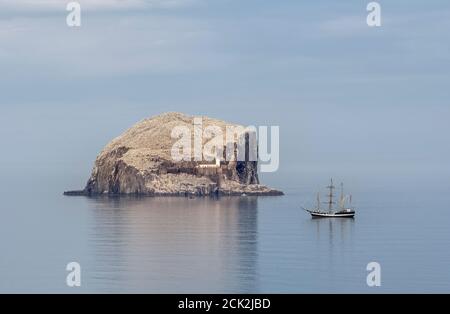 Pelican de Londres à l'ancre près de Bass Rock, East Lothian, Écosse, Royaume-Uni. Banque D'Images