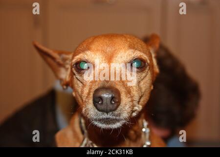 affectueux petit chiot de pincher domestique brun Banque D'Images