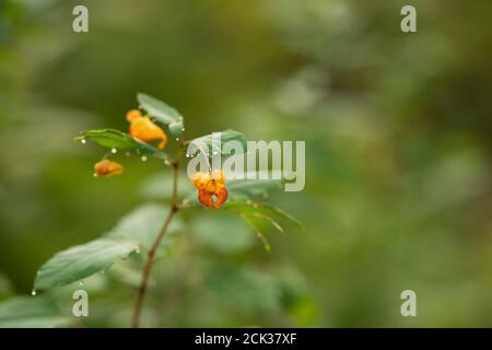 La joailleuse commune (Impatiens capensis), également connue sous le nom de joailleuse orange, joailleuse tachetée, touchetée-me-not, ou baumier orange, au Massachusetts. Banque D'Images