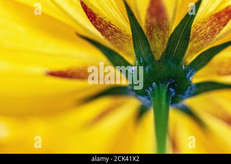 Le dessous d'une fleur jaune crée un motif de lignes et symétrie radiale Banque D'Images